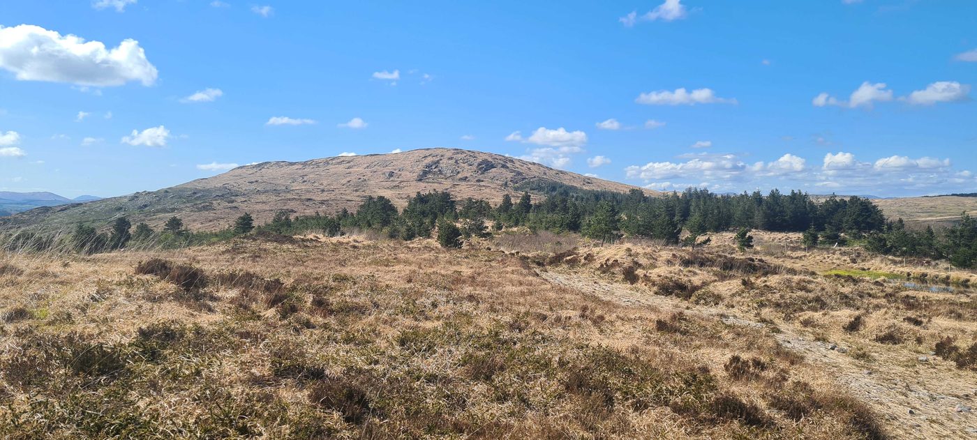 Mount Kid above a pine treeline and moorland foreground under a blue sky with scattered clouds