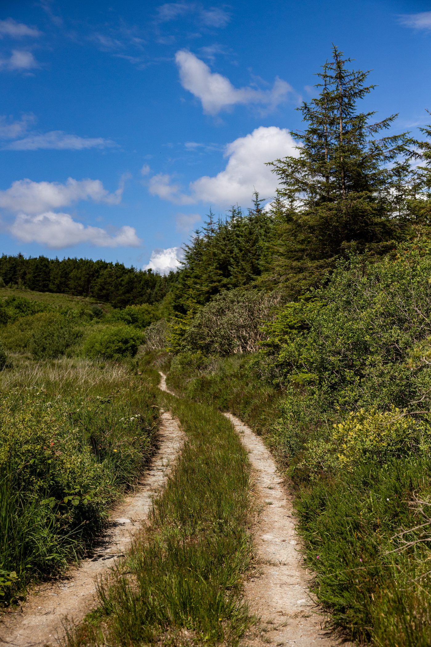 A sandy grass trail winding uphill through moorland towards blue sky