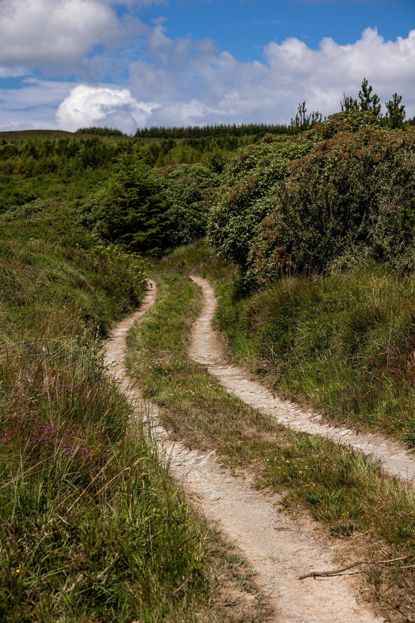 A winding sandy path through green moorland vegetation beneath a blue sky
