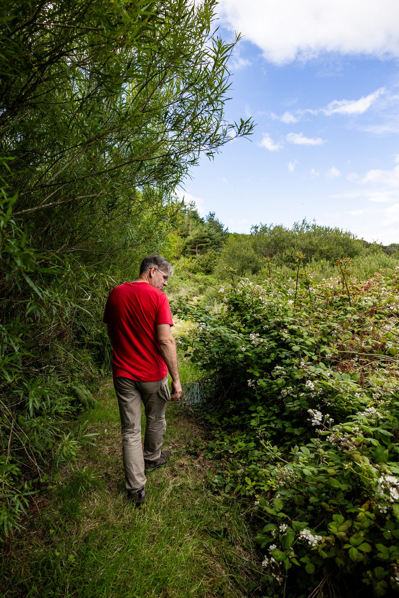 A man in a red T-shirt walking away along a narrow overgrown trail between willow and bramble